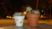 Succulent